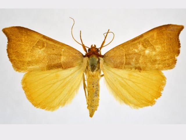 Marcipa phaeodonta